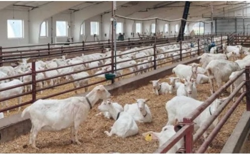 Rajasthan Bakri Palan Yojana 